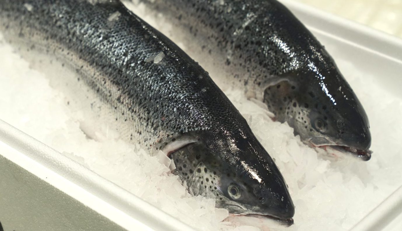 MOWI Atlantic Salmon — Head Off
